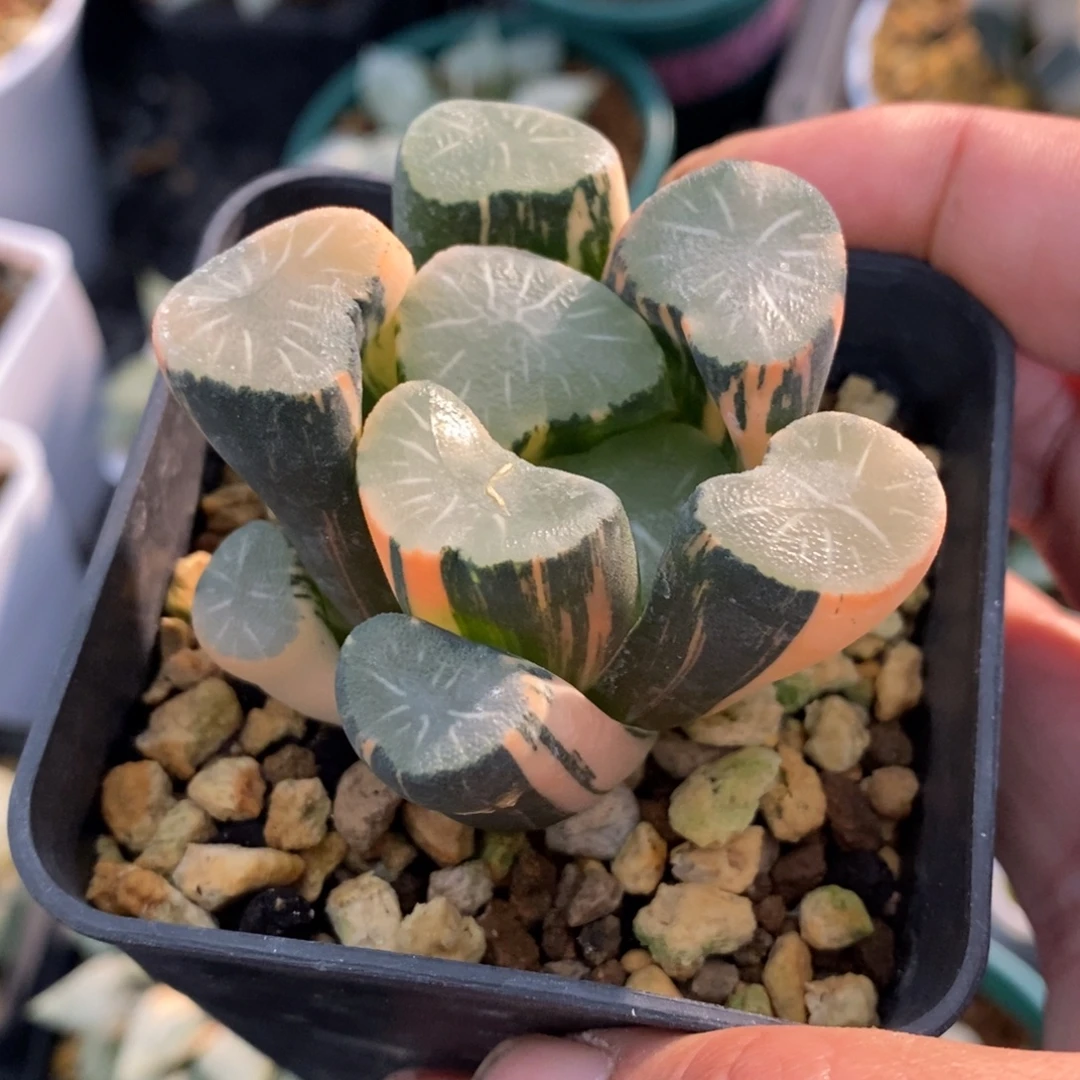 一颗实生白瓷X飞鸟万象锦