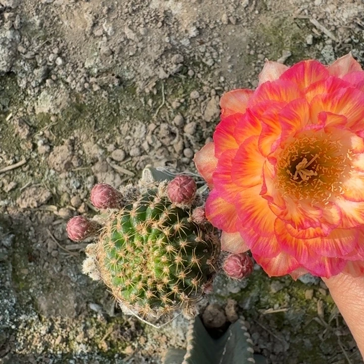 202量天尺嫁接美花3虫咬伤脱土发货斑