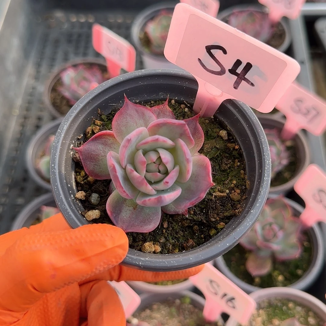 熊***毛S4惊鸿单头多肉