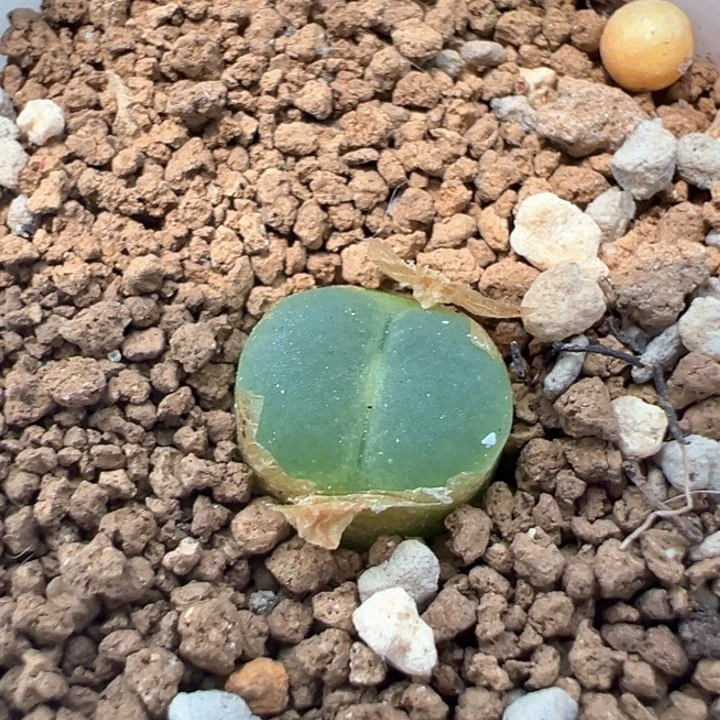 ****a276。   拉登。