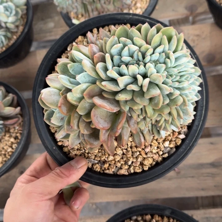 星影树缀无砍多肉