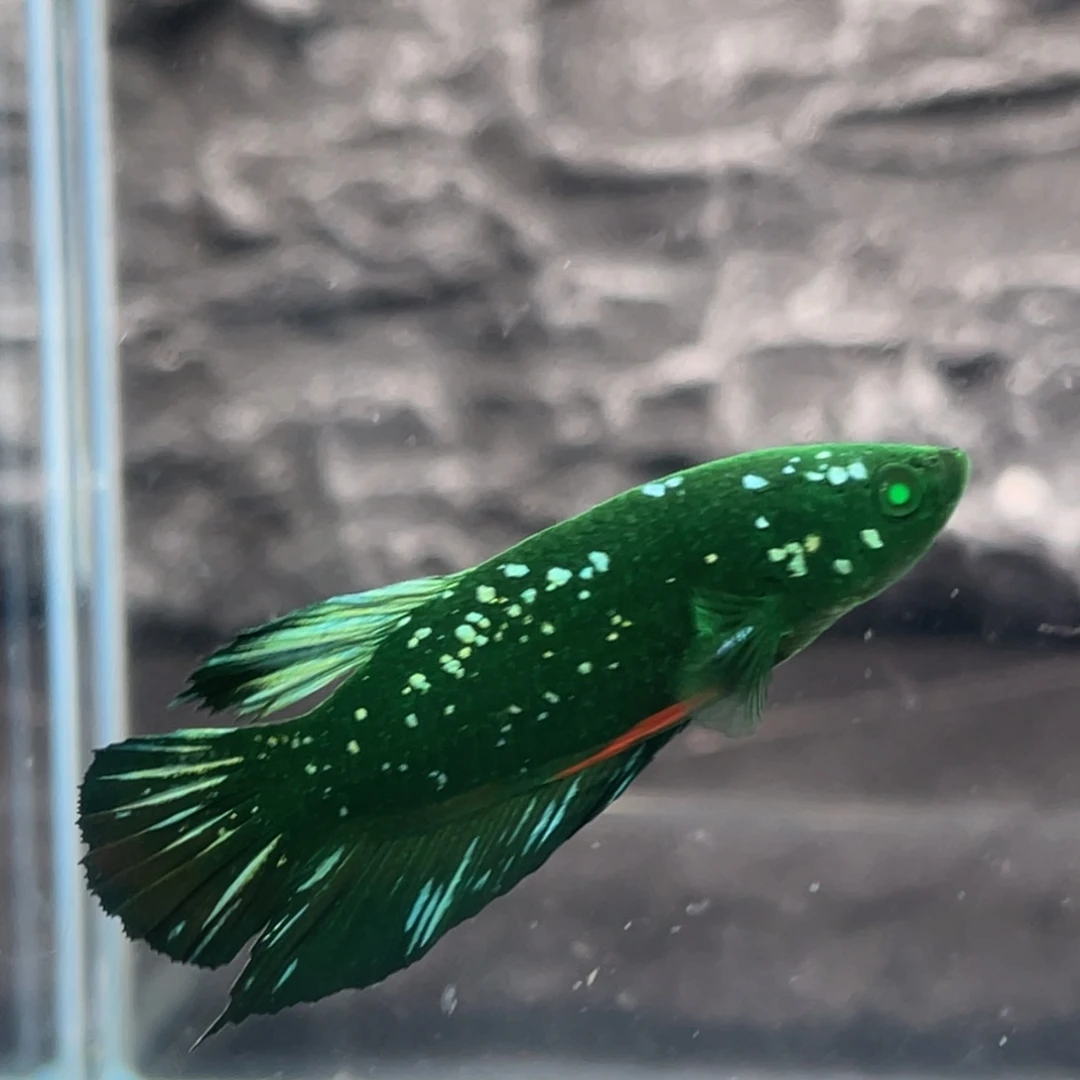 斗鱼绿魔碎星将军公