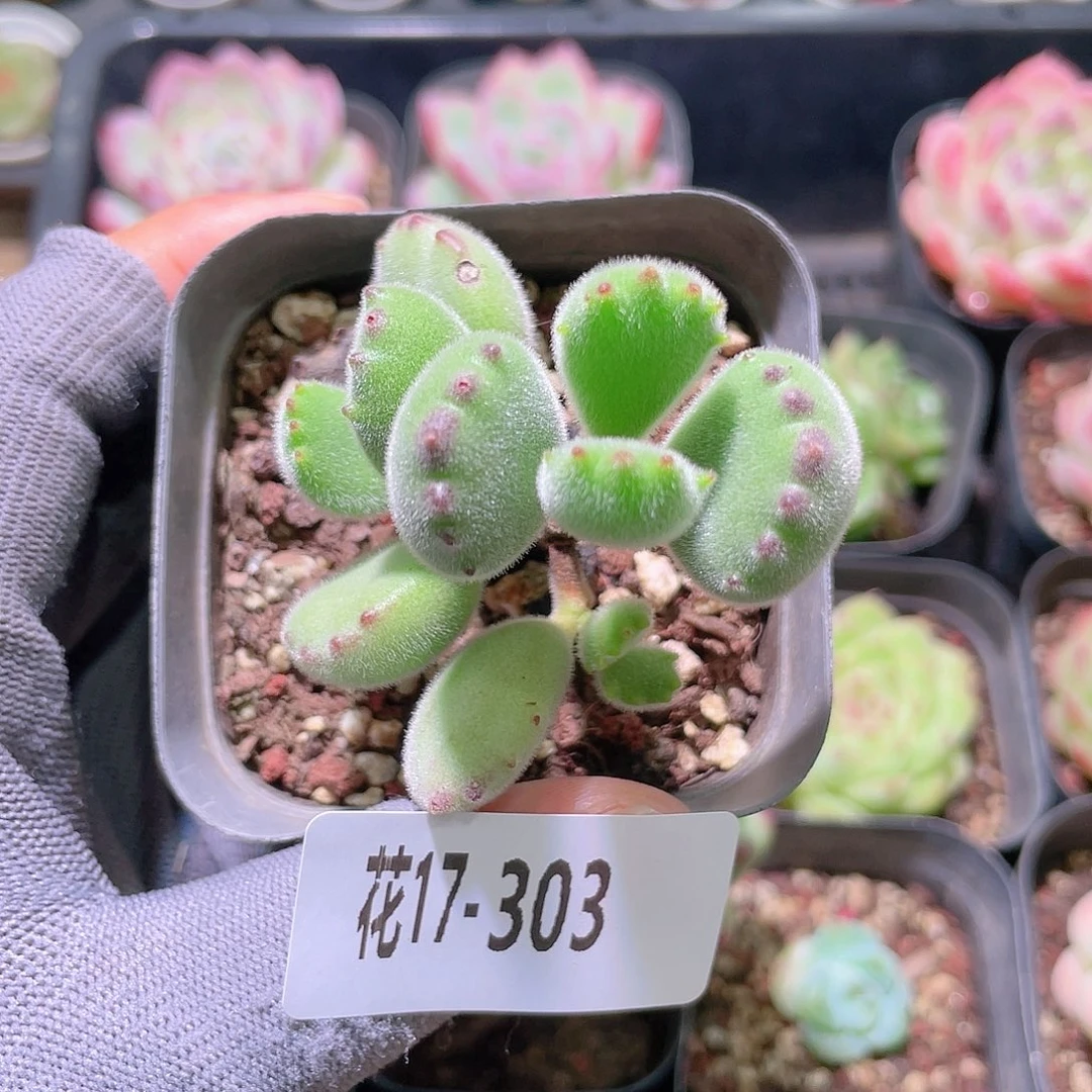 花利美17-303熊童子不售后