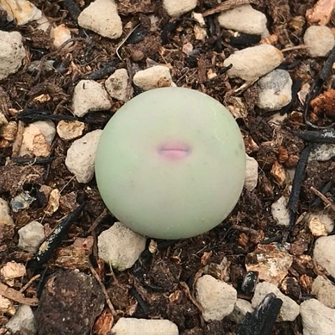 多肉肉锥 1102 Ｖ嘴