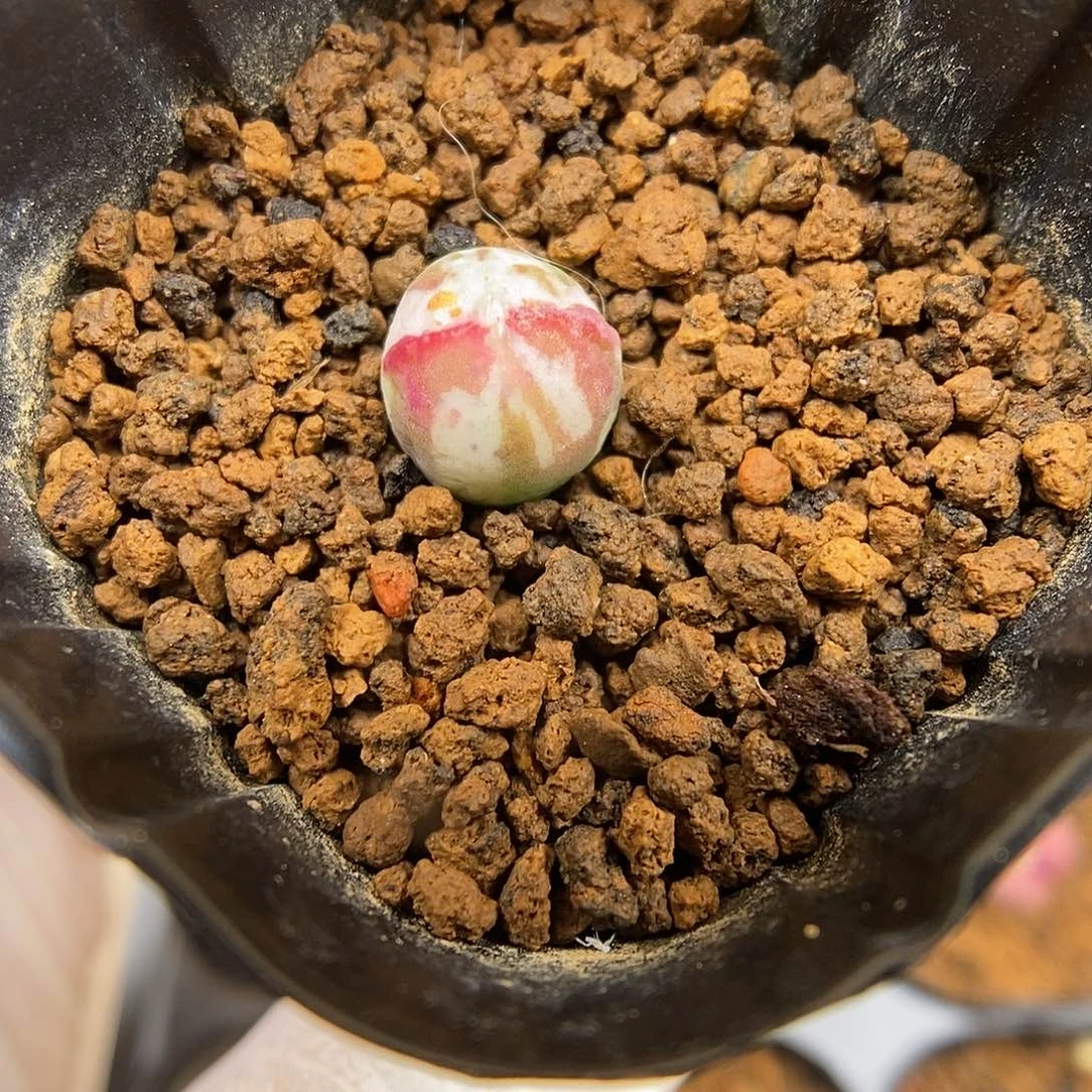 多肉植物K-2247（1.0）将杂锦