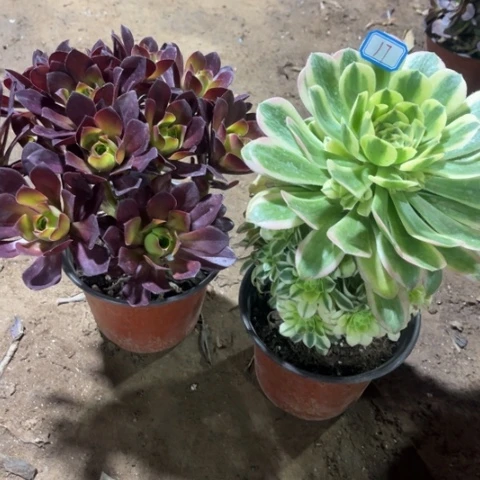 017多肉植物组合