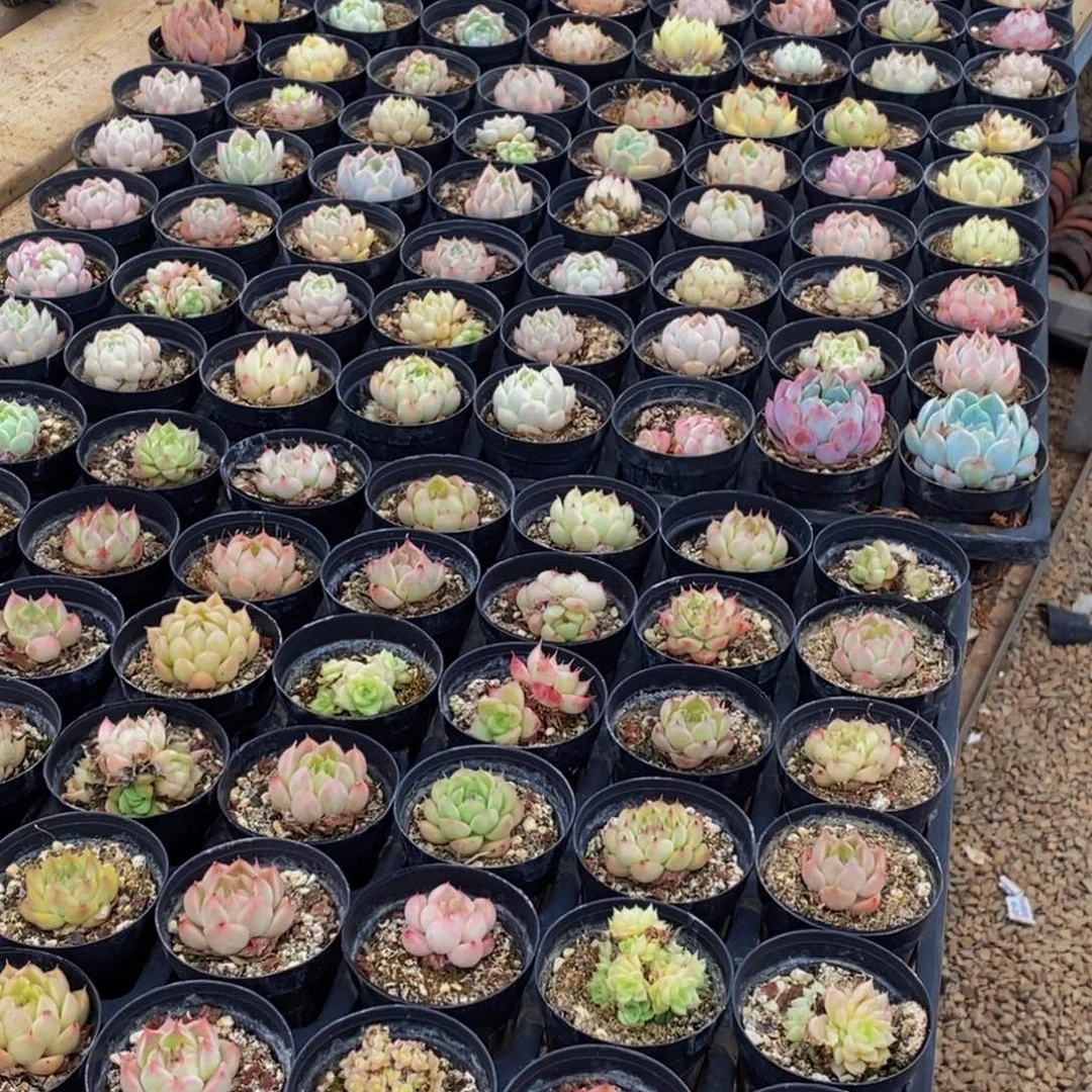 153脱土多肉植物保护研究所