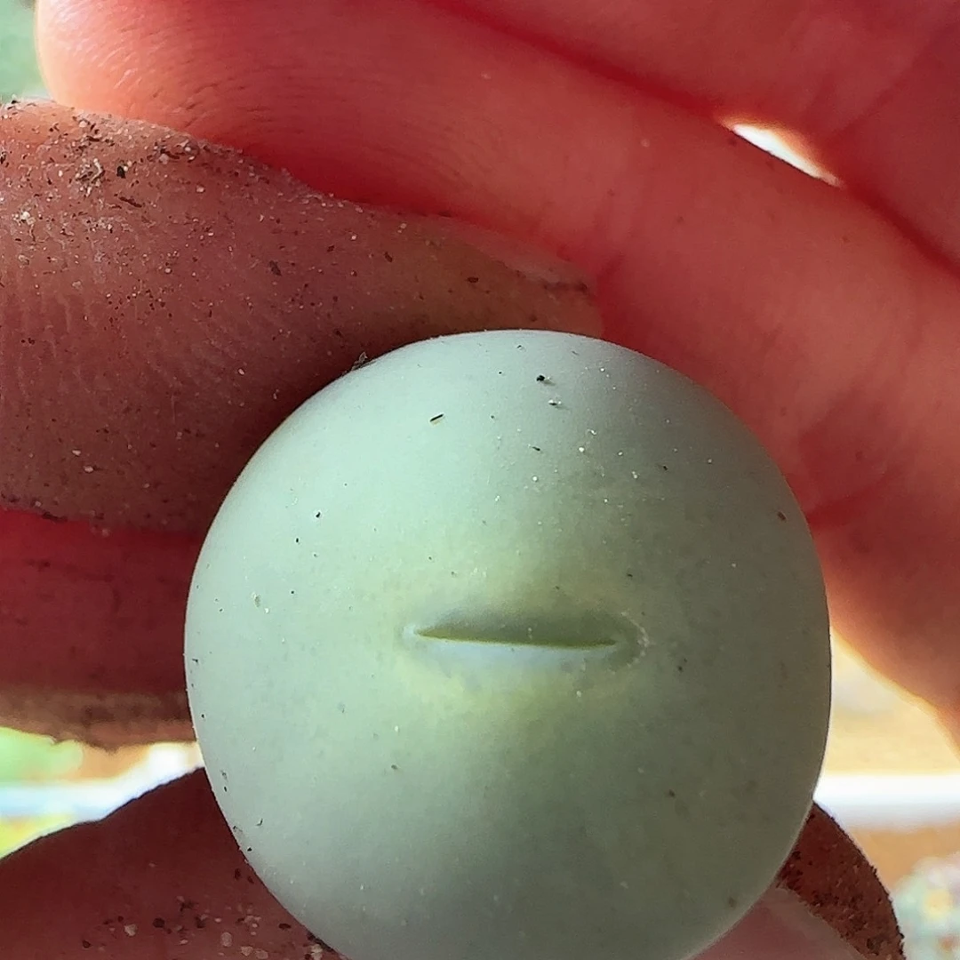 板****馆脱土发货28包邮25800