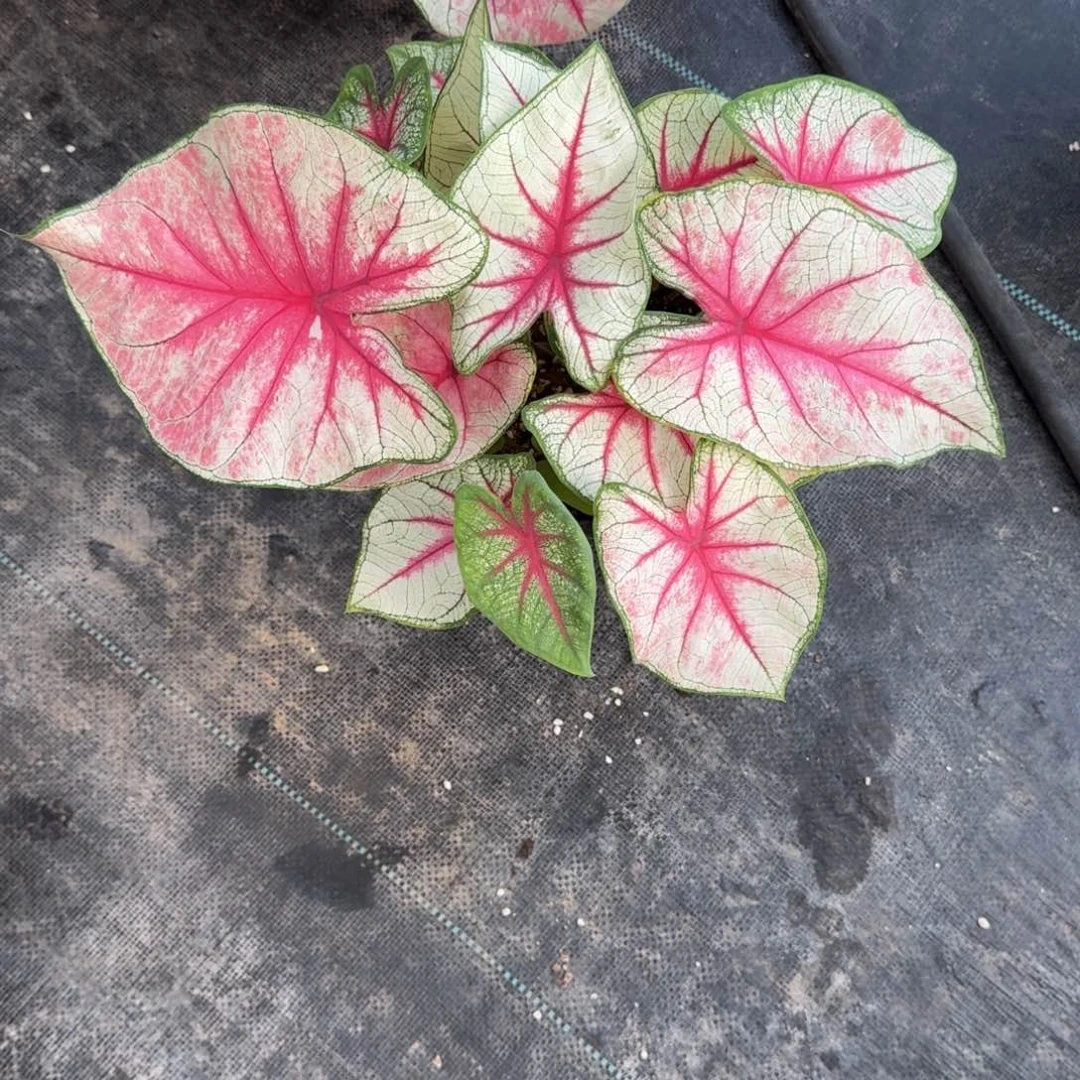 无花朵幻想曲058彩叶