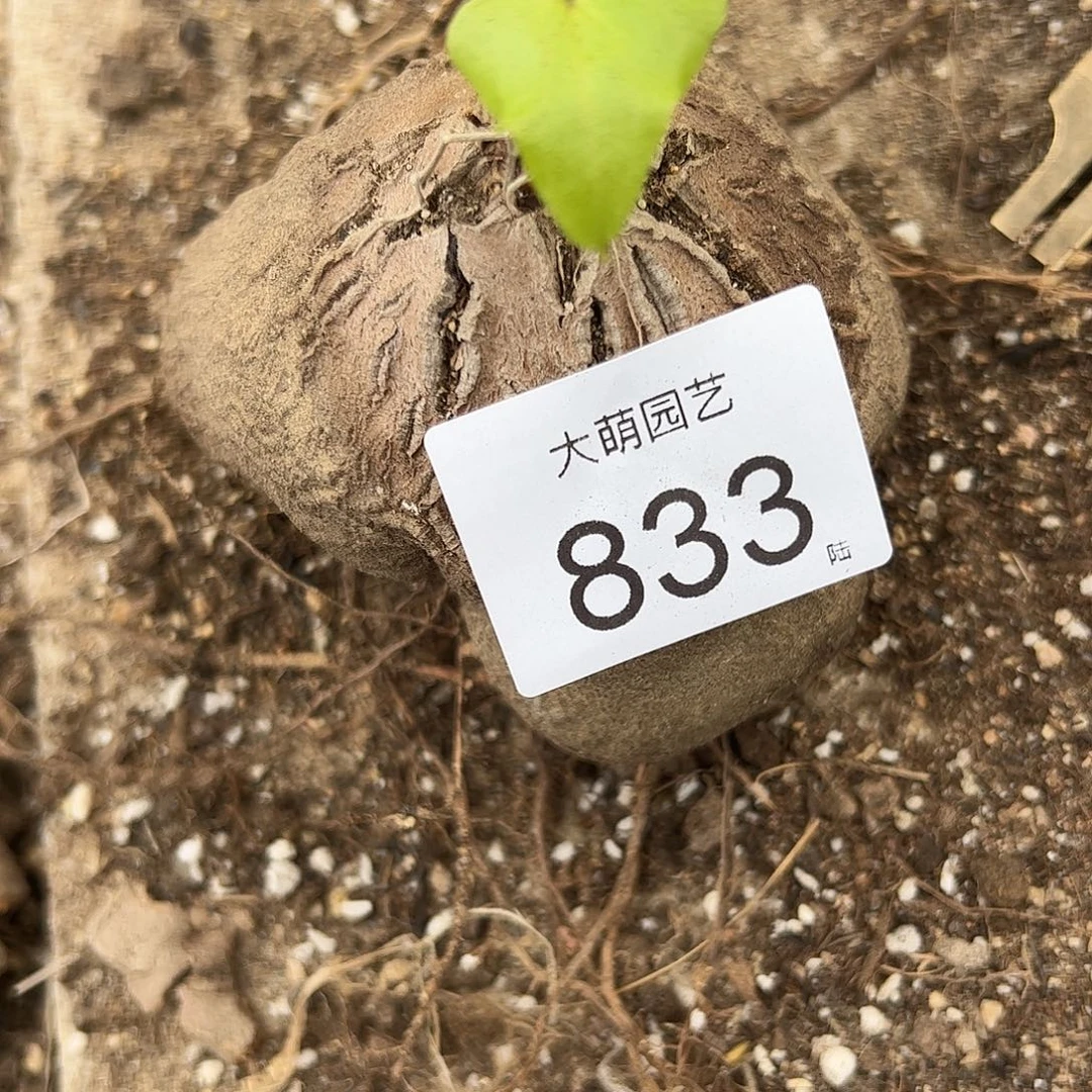 一物一拍。     833