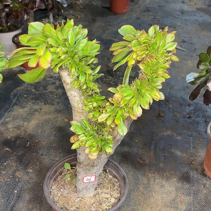 燕姿七彩缀化06多肉植物