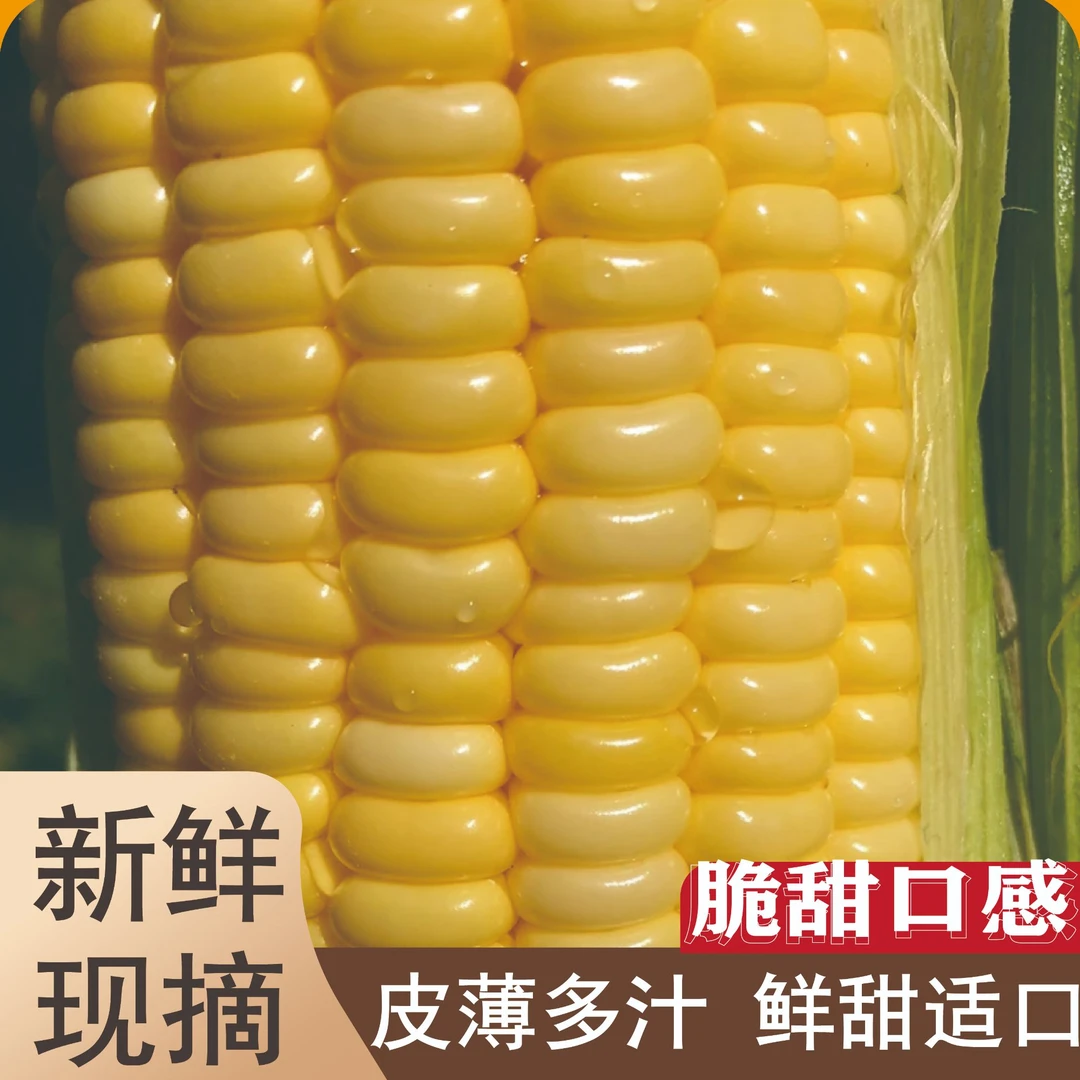云南金银双色甜水果甜玉米新鲜爆汁
