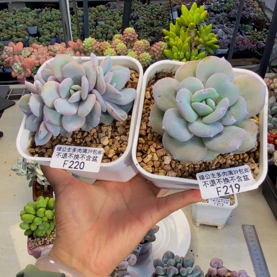 知****乐219。220奶茶多肉两颗