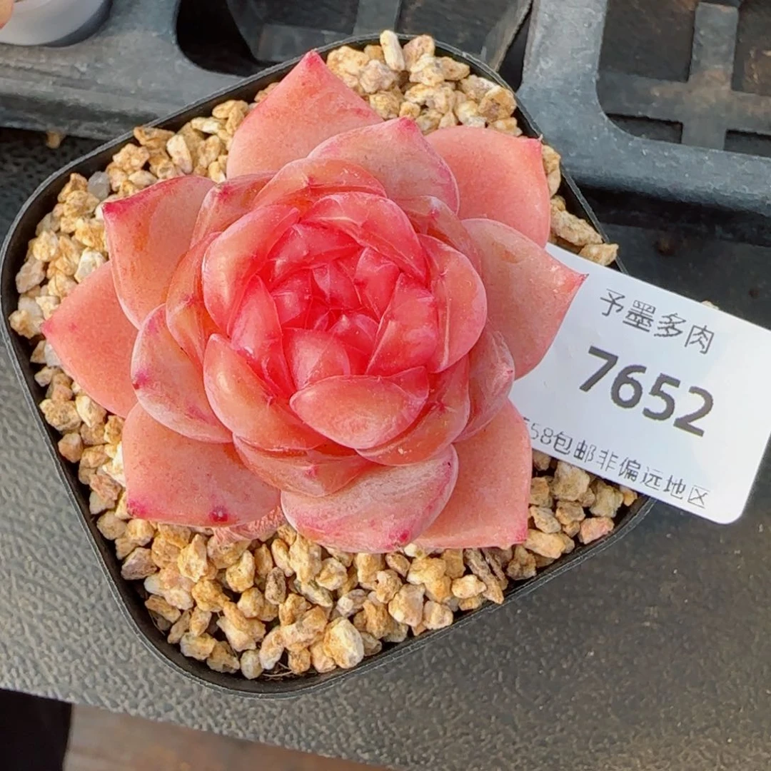 孤品珍妮，7652多肉植物