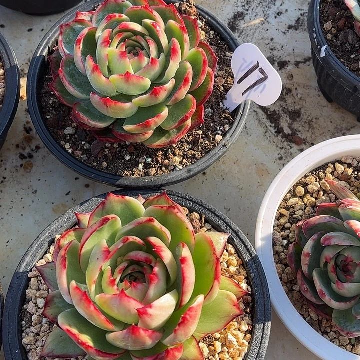 惊鸿仙子一物一拍，2颗