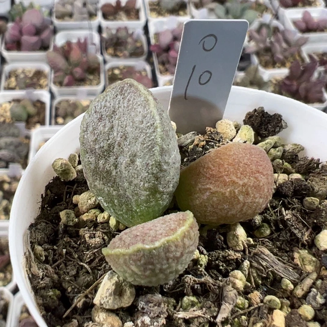 实生新品多肉植物水泡