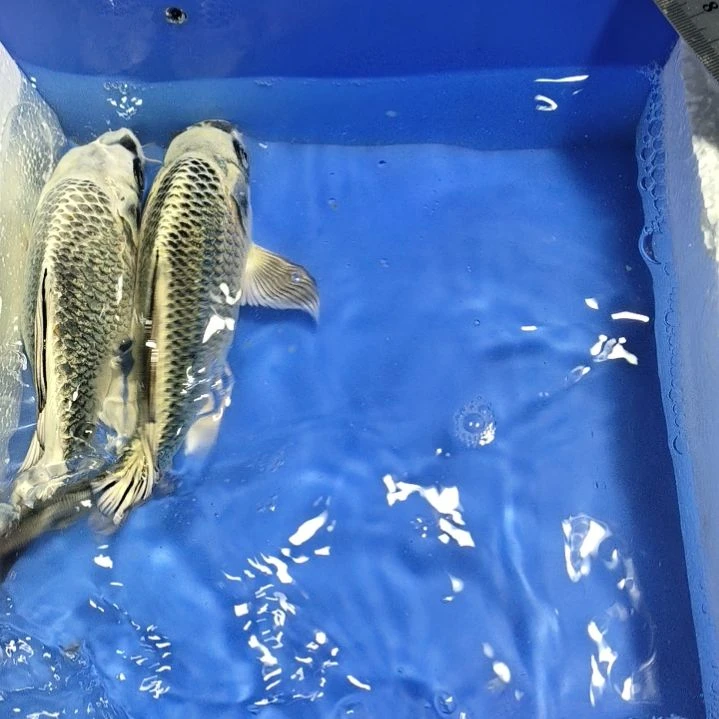 蝴蝶鲤鱼2条精品蝴蝶鲤鱼