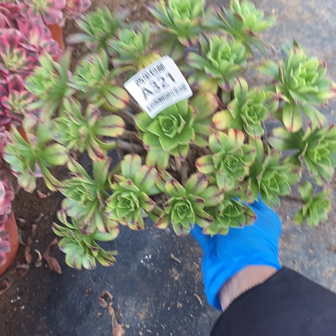 321碧火多肉法师锦多肉