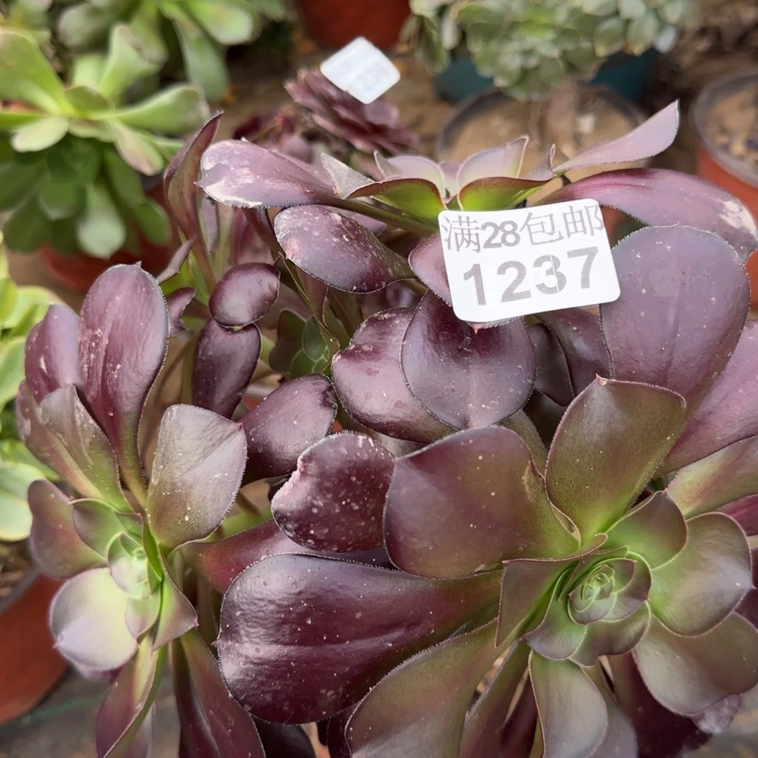 巫毒多肉1237满28包邮断枝不包