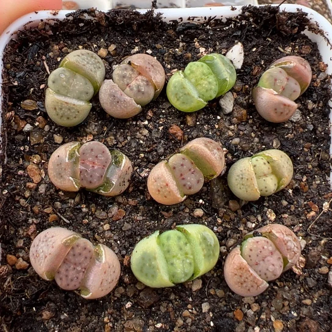 肉*呼1.26好看的多肉706