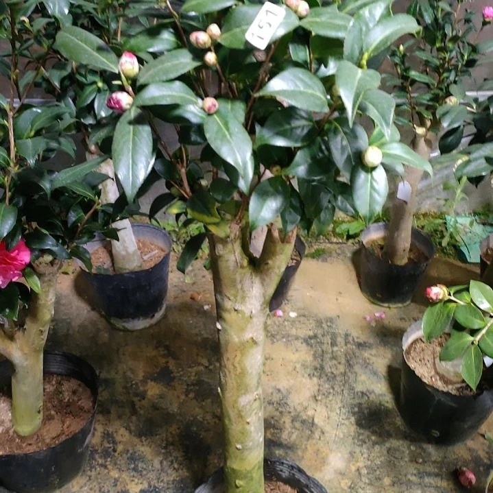 151五品，原盆原土发货，