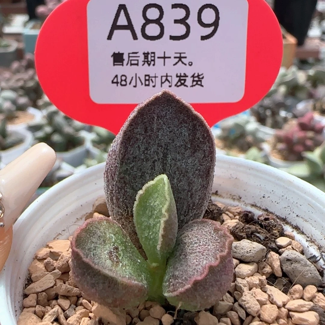 令羽。      839。