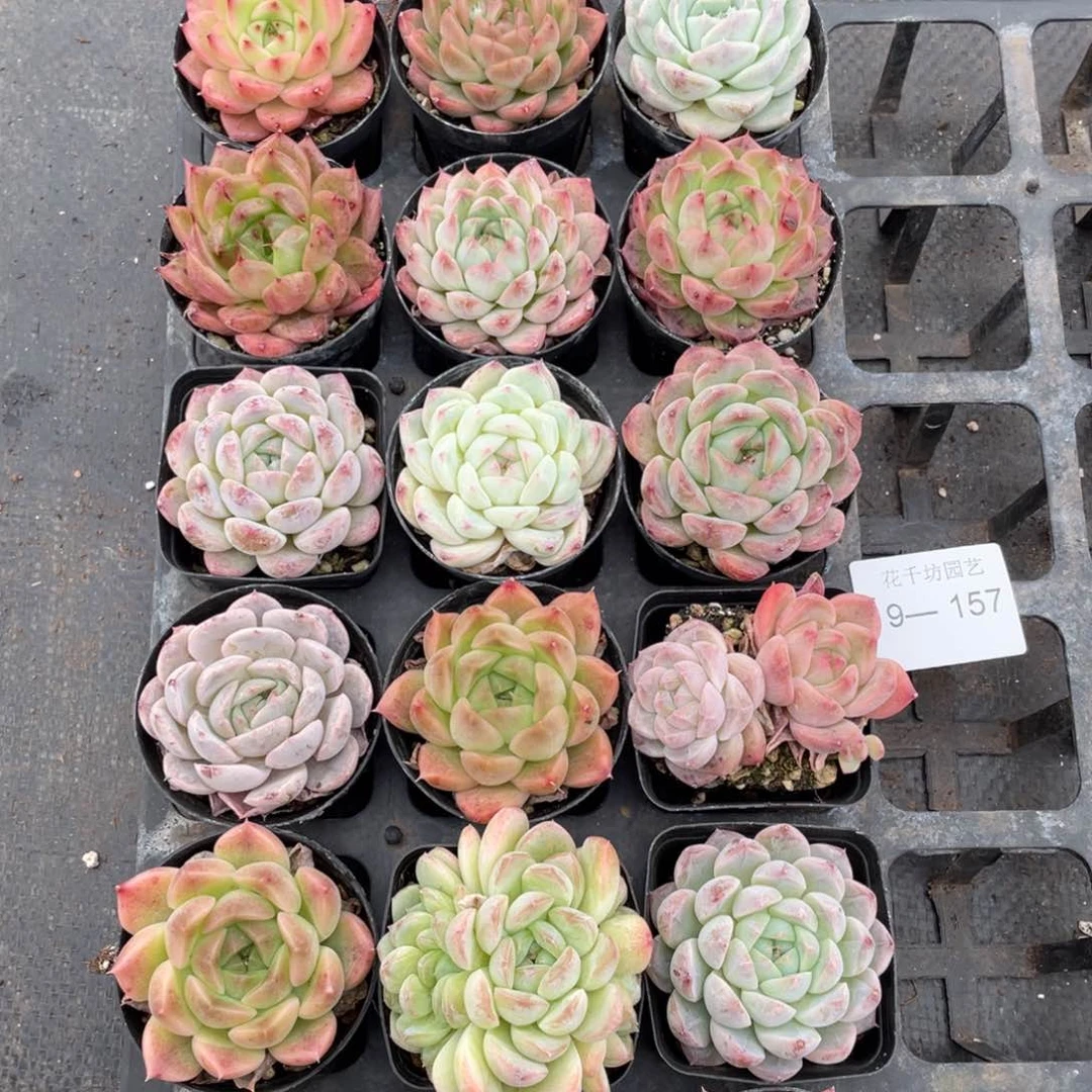 张**。一物一拍18棵9-157