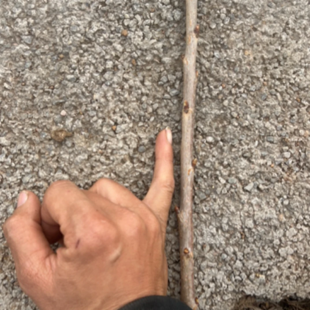 斯凯拉雷金车厘子树苗0.8公分粗半年嫁接苗