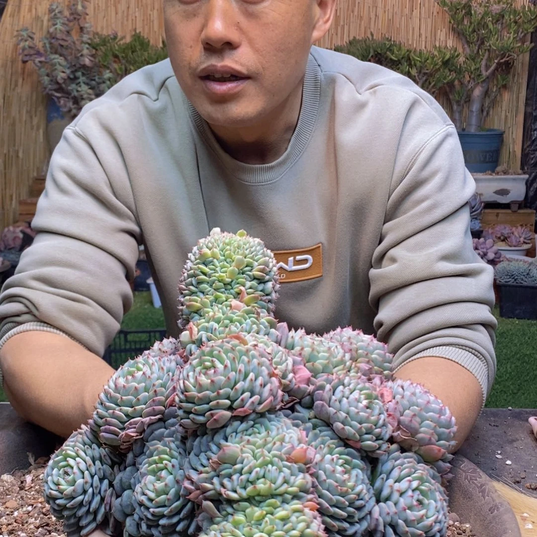依***✪625 号白胖子多肉