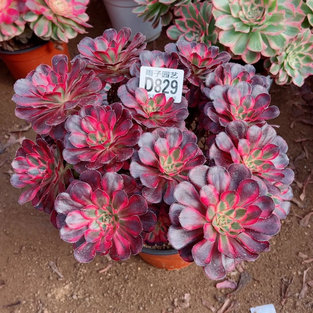 小***人829丽娜雨子多肉植物
