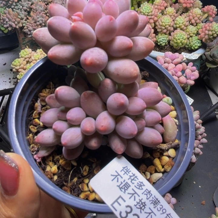香水手指奶酪321/6cm