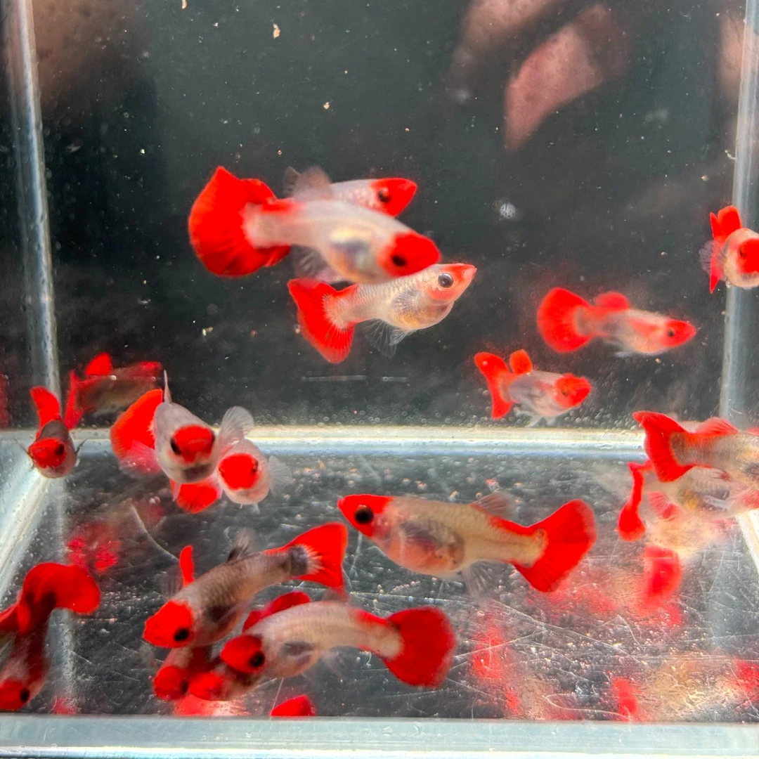 红头玻璃猫 孔雀鱼 小型热带精品观赏鱼草缸搭色新手混养好养易活