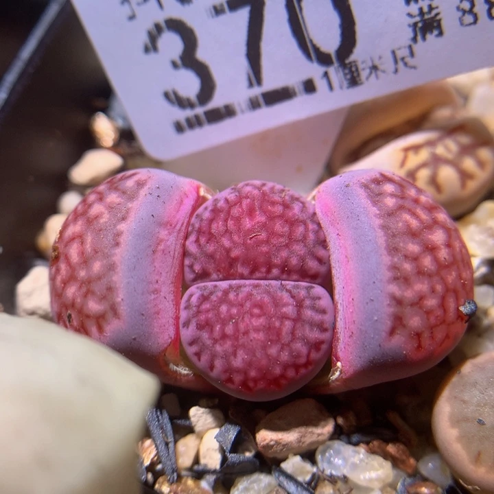 精品生石花311.370