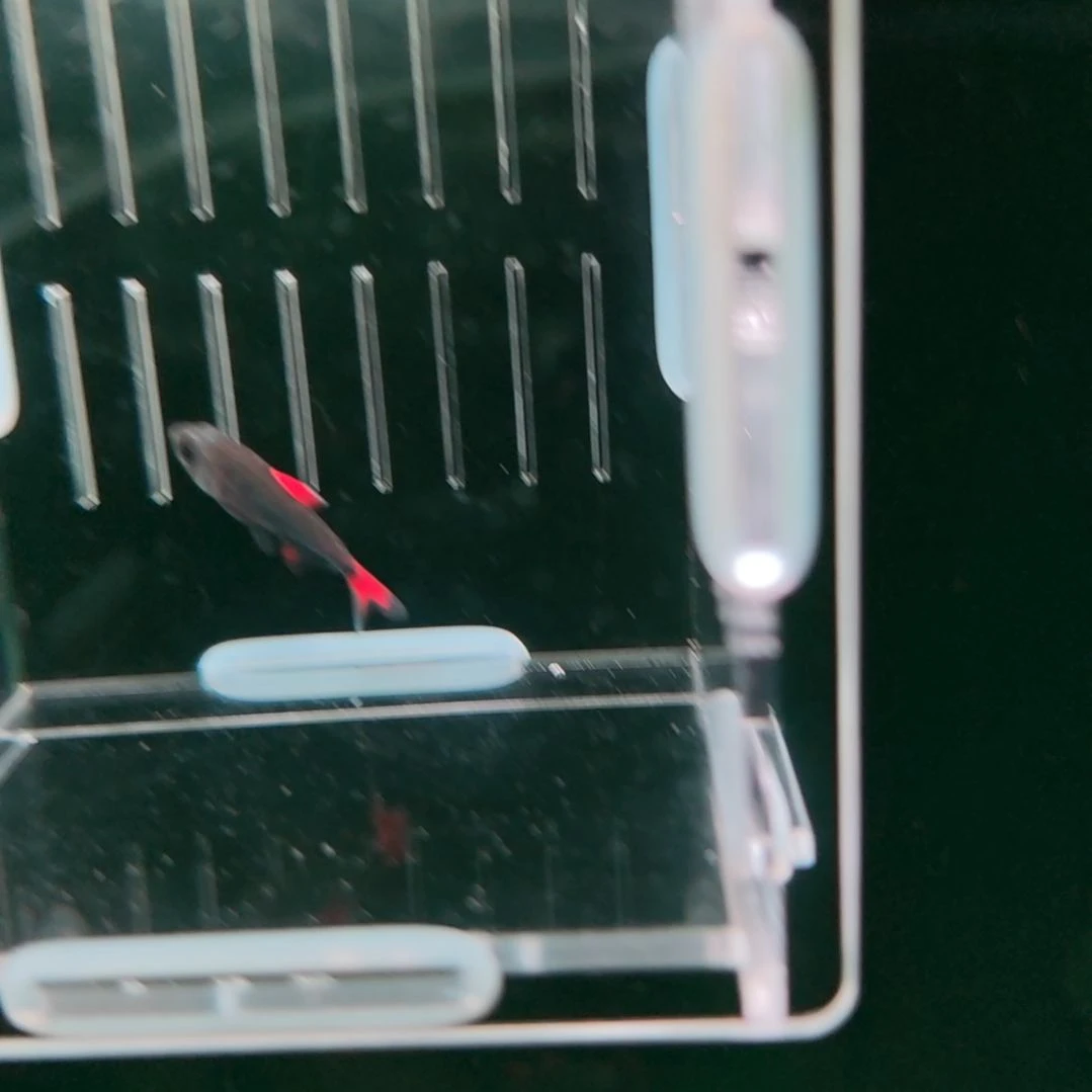 灯科鱼3红红铠甲灰太狼