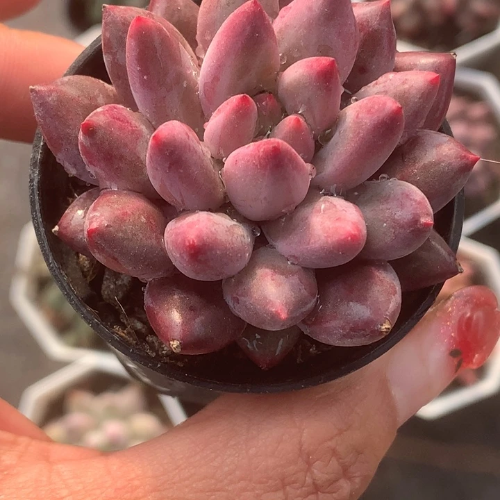 虞美人。虞美人（满9.99包邮不满9.99发空盆）