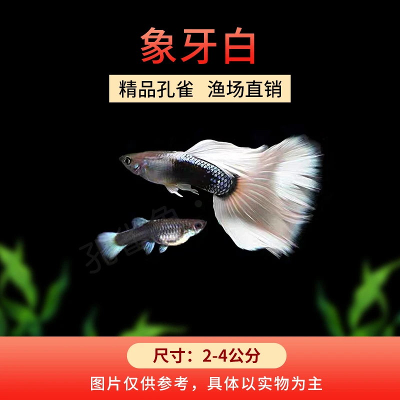 象牙白 孔雀鱼 胎生鱼 小型观赏鱼 热带鱼 新手好养 活体可繁殖