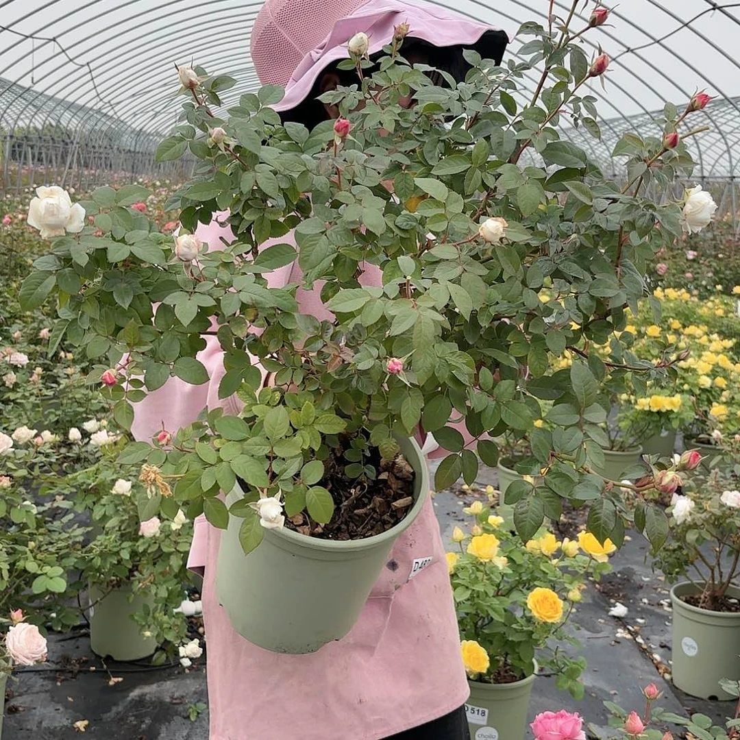 白镂空3加仑根接月季