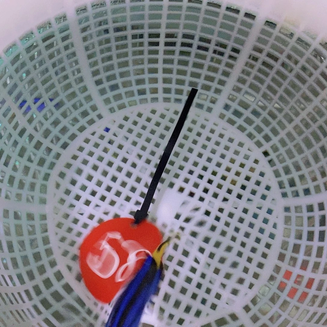 海水鱼蓝吊活动5公分，58号