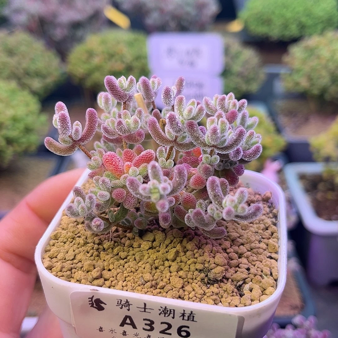 326优选冰晶枝干番杏