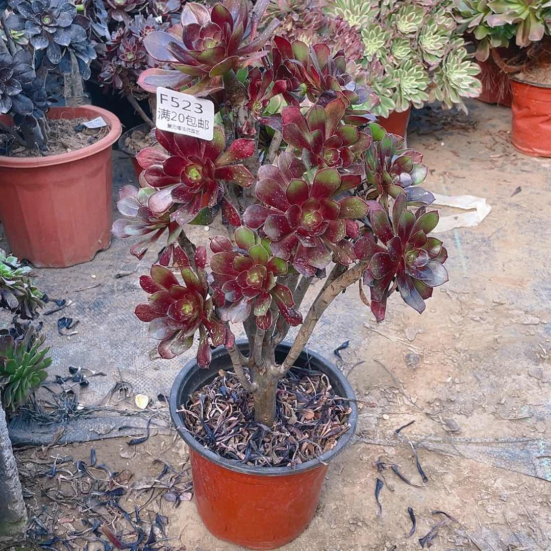 523灰法师多肉小损不包