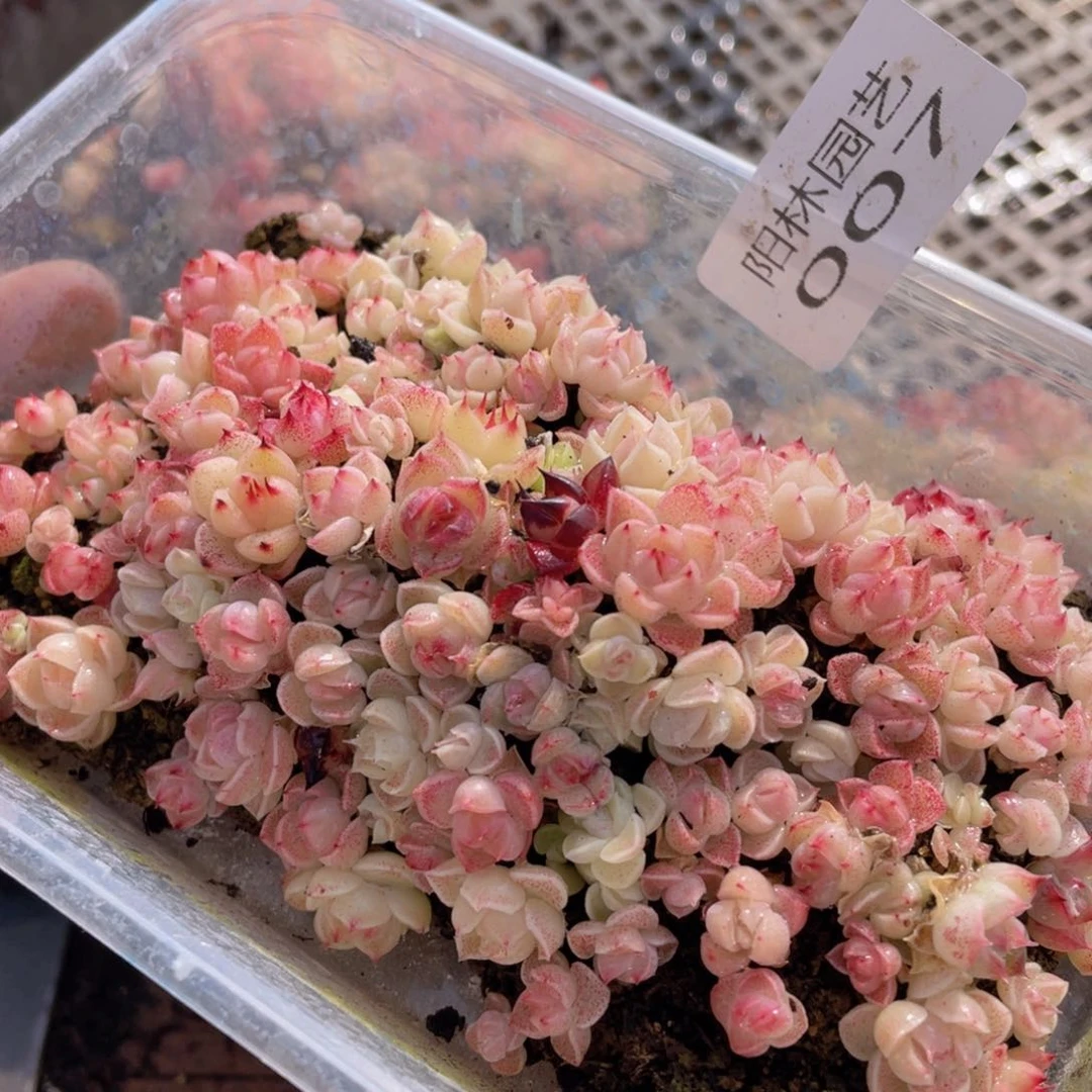 多肉植物多肉植物7