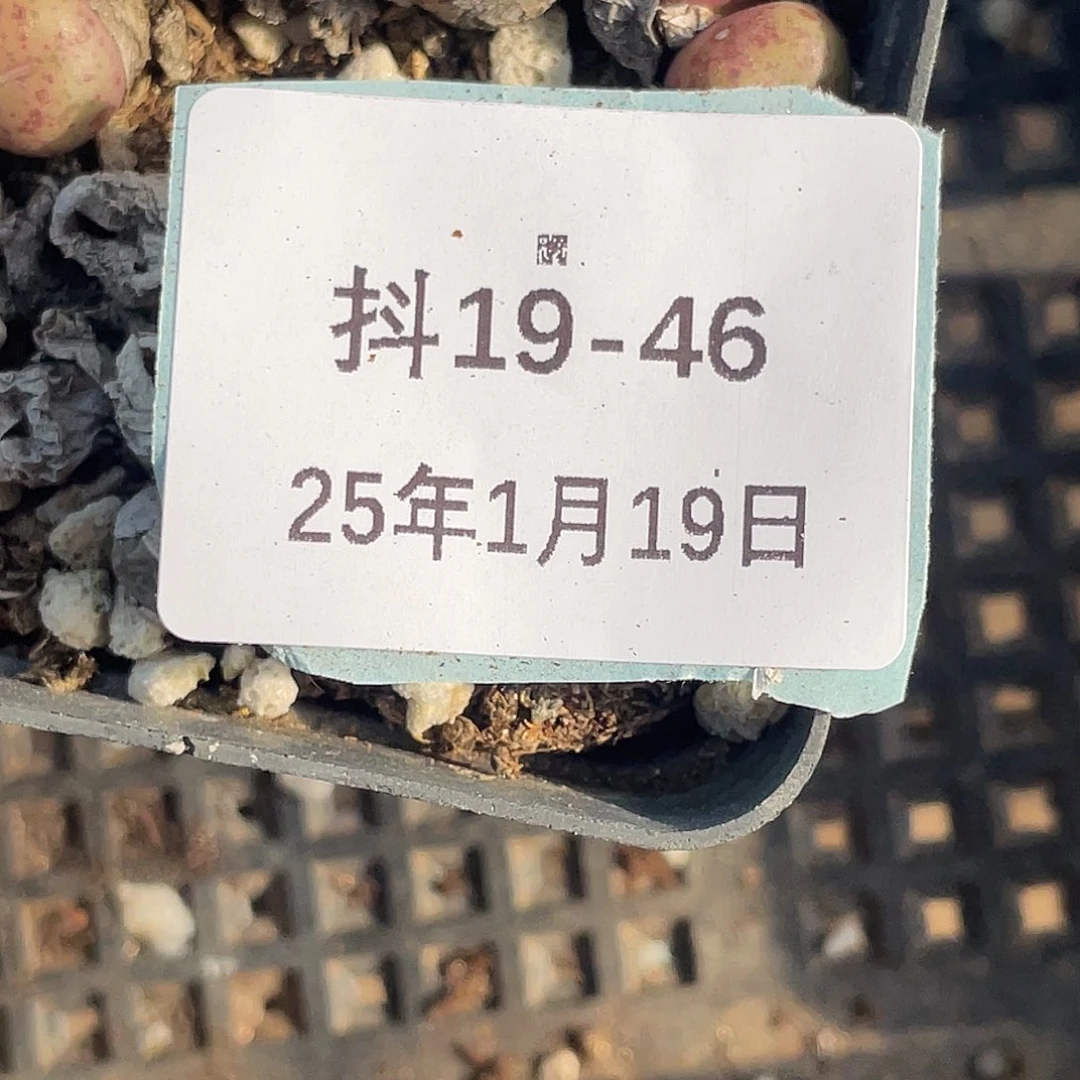 薄****19-46肉锥多肉植物