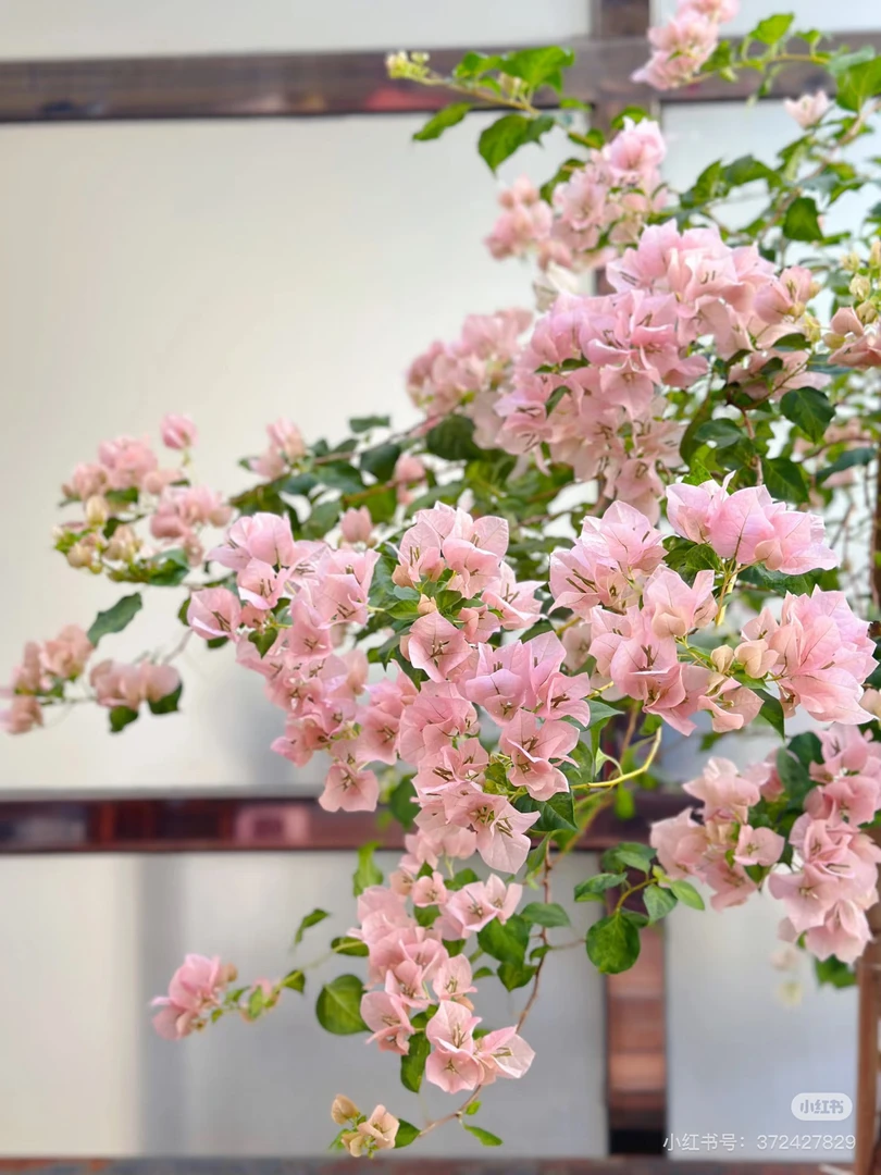 暗丽袋苗原生三角梅