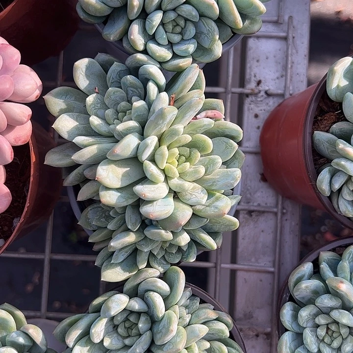 百达翡翠多肉植物精品