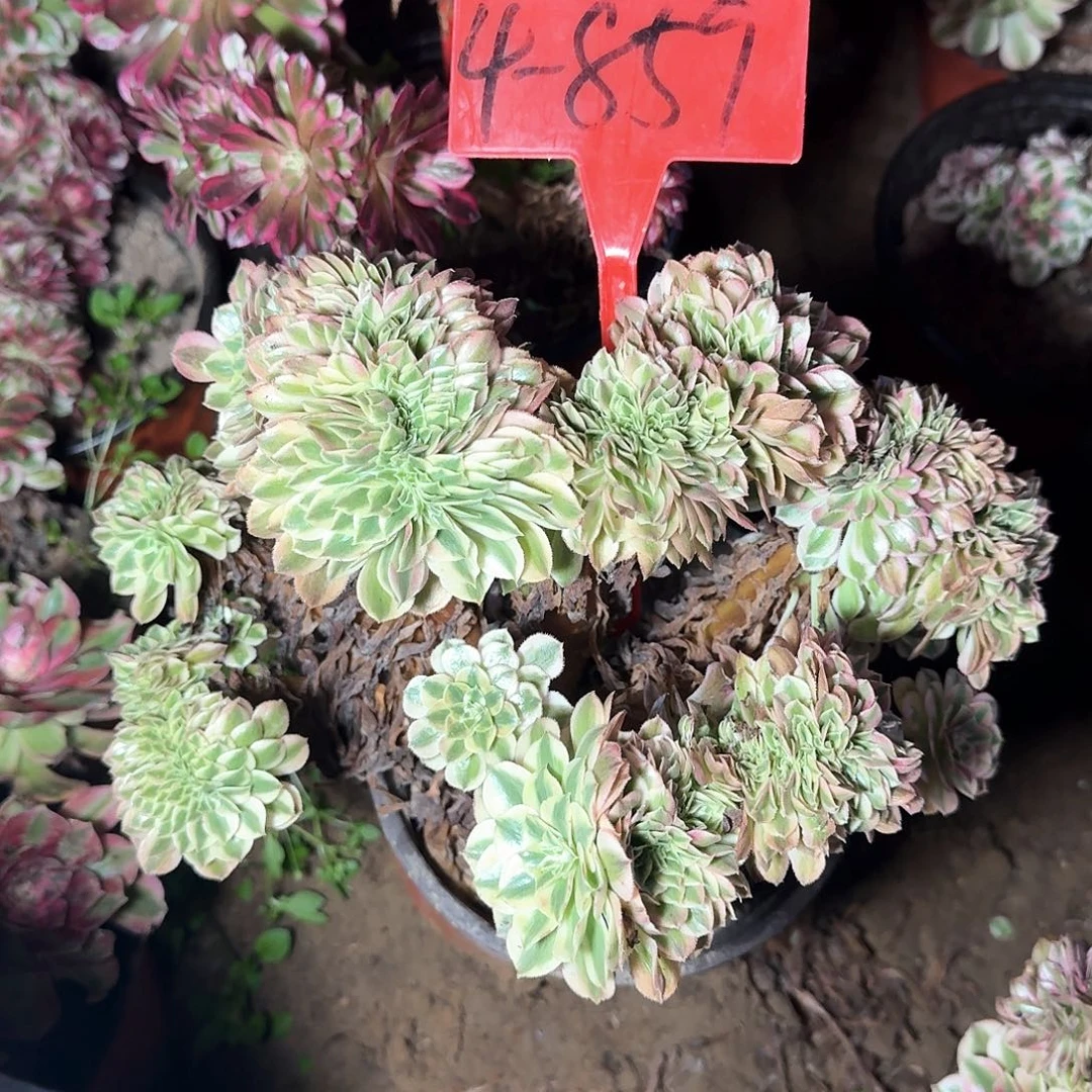 4+859万白缀化多肉法师