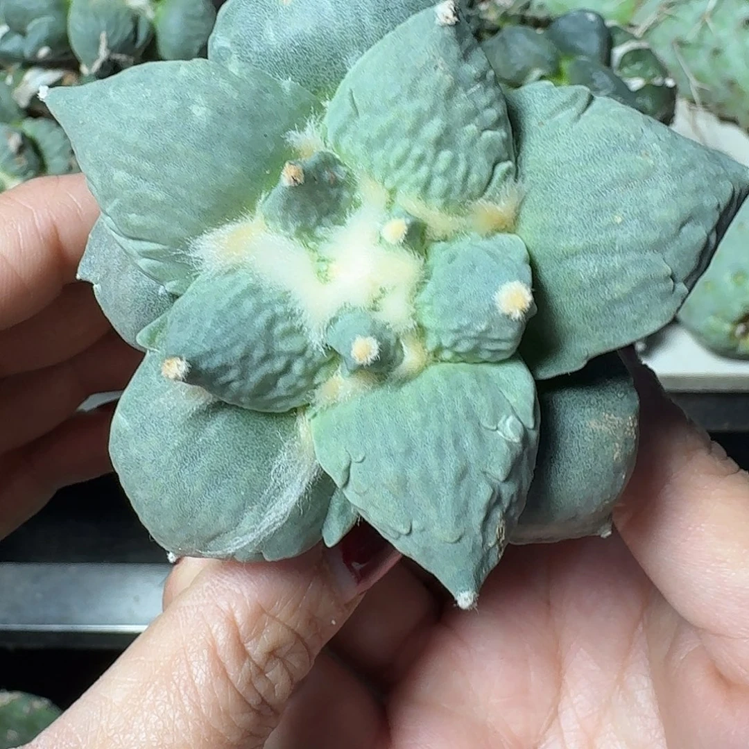 无花朵蓝白大尤怒涛553