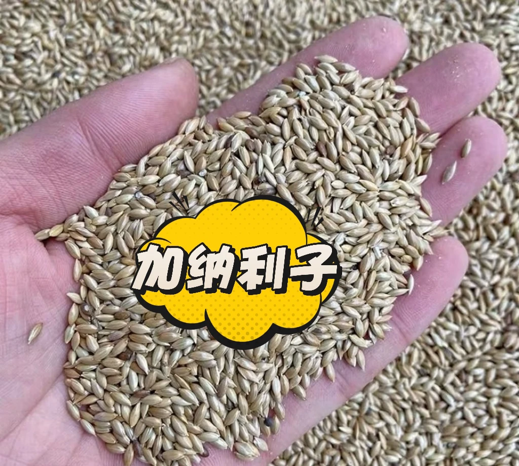 精品加纳例子鹦鹉鸟粮牡丹玄凤虎皮小太阳和尚鹦鹉粮颗颗饱满