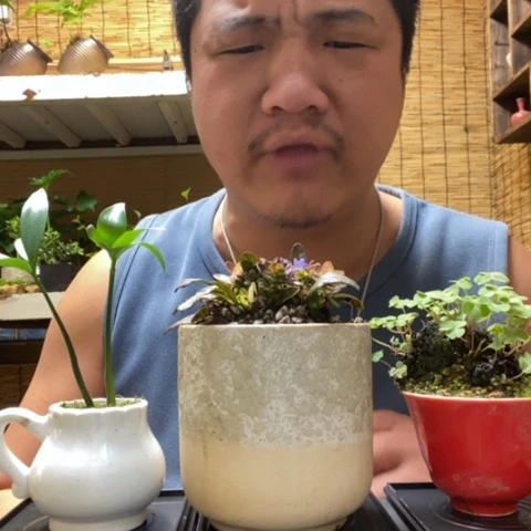 红陶一物一拍所见即所得65