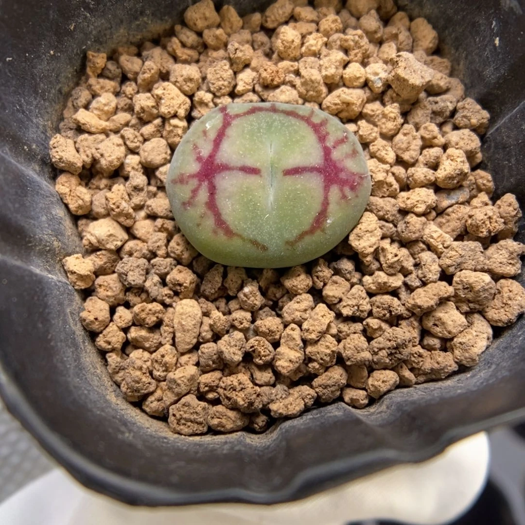 多肉植物肉锥杂交K- 超级八重墨杂猴脸