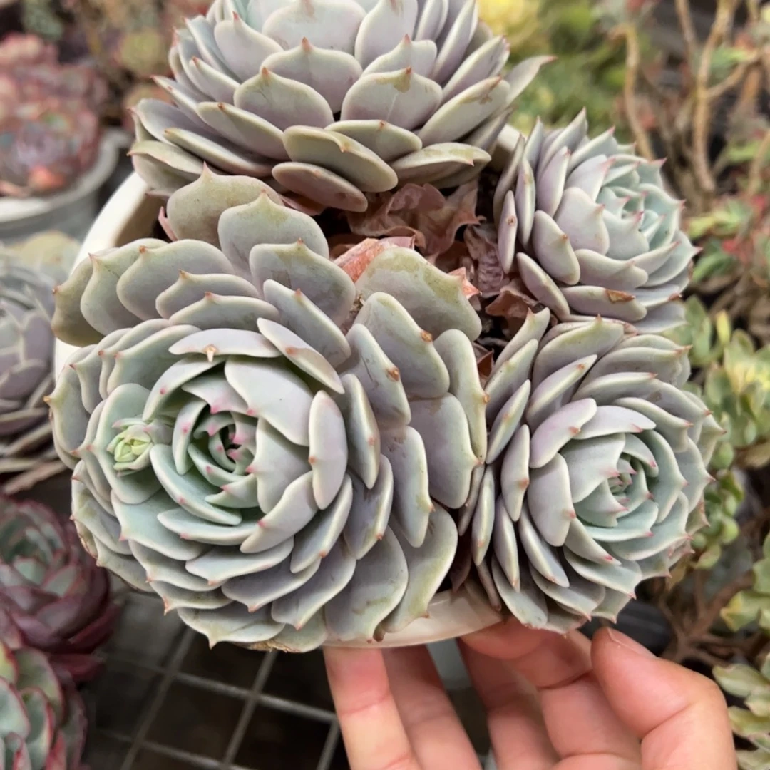 露娜莲三大头起发老桩，160杯